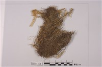 藏品(鉤毛叉蘚)的圖片